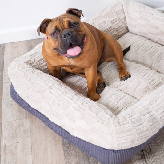 A Beginner’s Guide to Pet Supplies: Everything You Need to Get Started