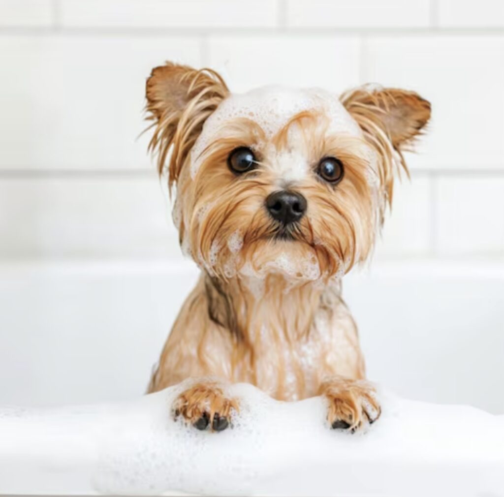Dog Bathing